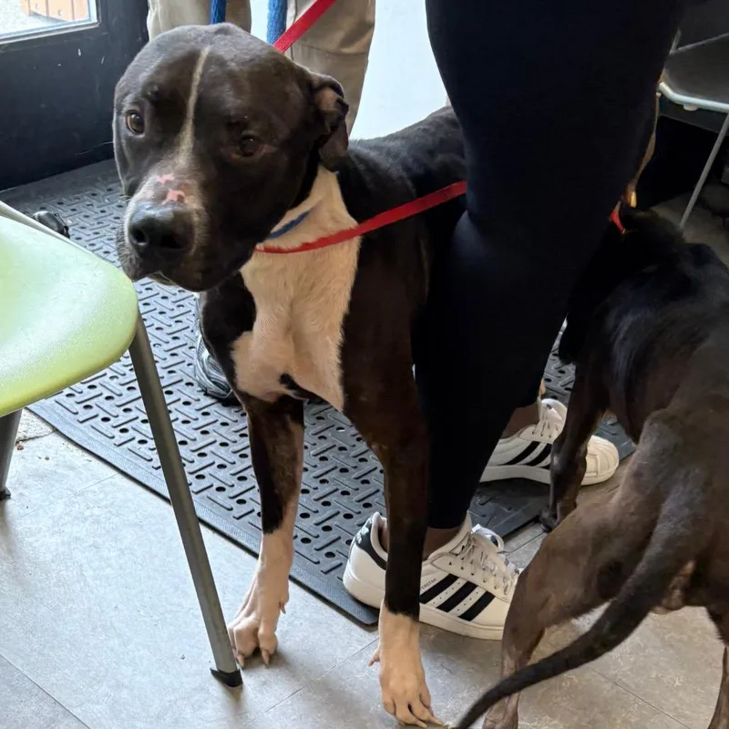An adult medium-sized male Black Mixed Breed dog named Denzo for adoption in Philadelphia, PA