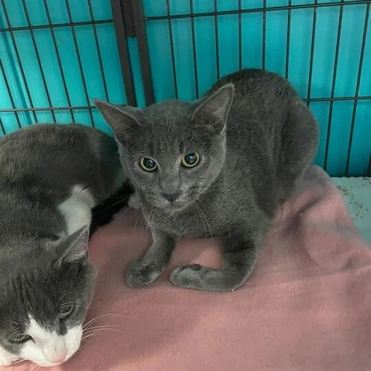 Au Revoir thumbnail 2