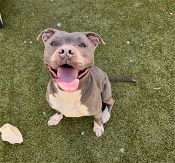 An adult large-sized male Pit Bull Terrier dog named Bearcat for adoption in Toledo, OH