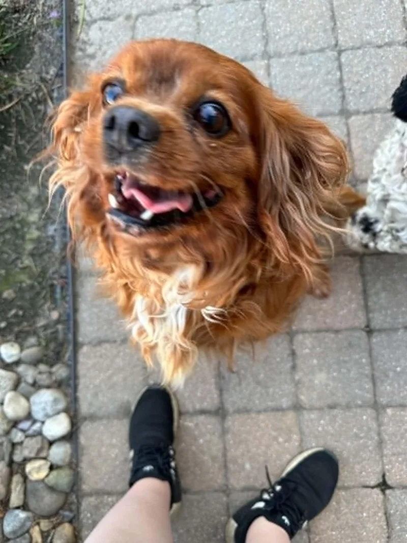 An adult medium-sized female Cavalier King Charles Spaniel dog named Brie for adoption in Havertown, PA