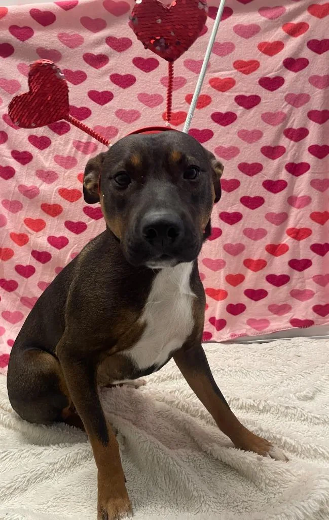 Carmella Canela Stray