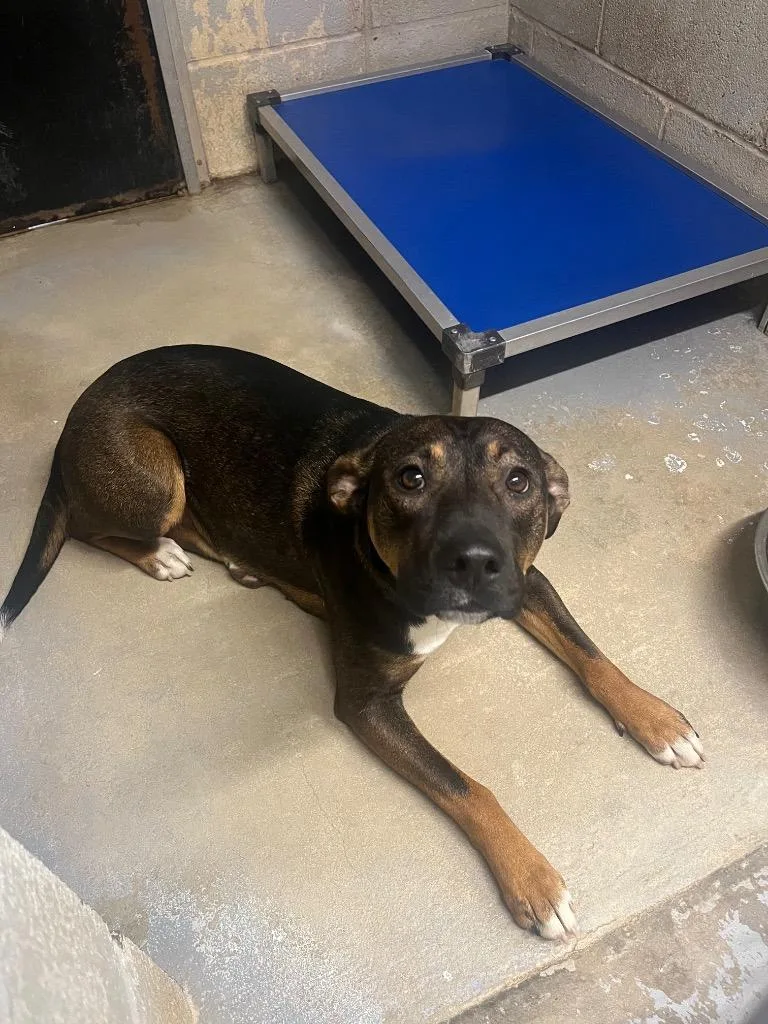 Carmella Canela  Stray thumbnail 2