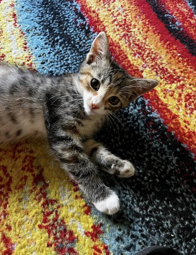A young medium-sized female Domestic Short Hair cat named Chai for adoption in Scottsdale, AZ