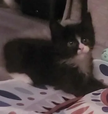 A baby medium-sized female Black & White / Tuxedo Domestic Medium Hair cat named Matzah for adoption in Colmar, PA
