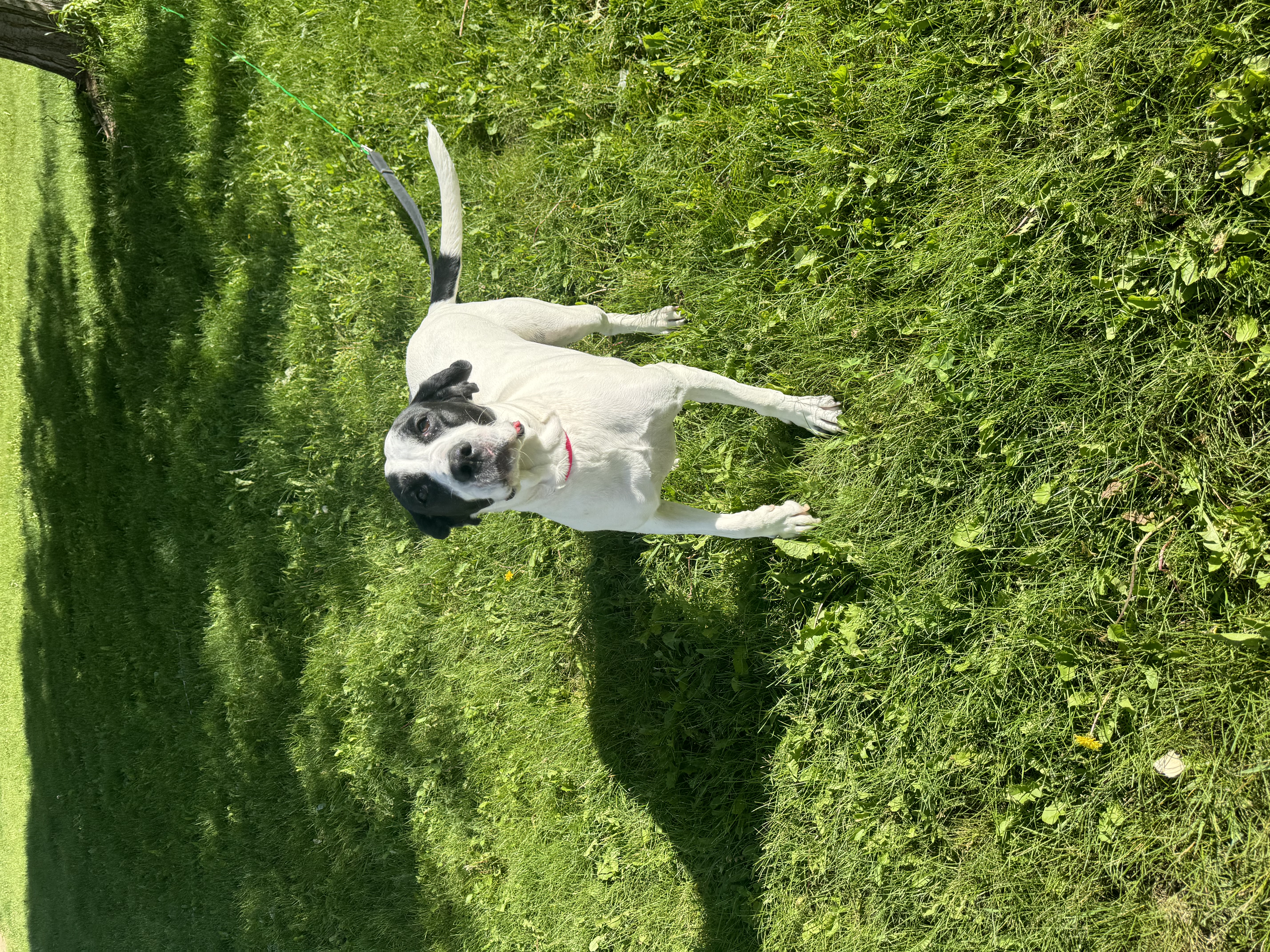 An adult medium-sized female Coonhound dog named Bella for adoption in Glenwood City, WI