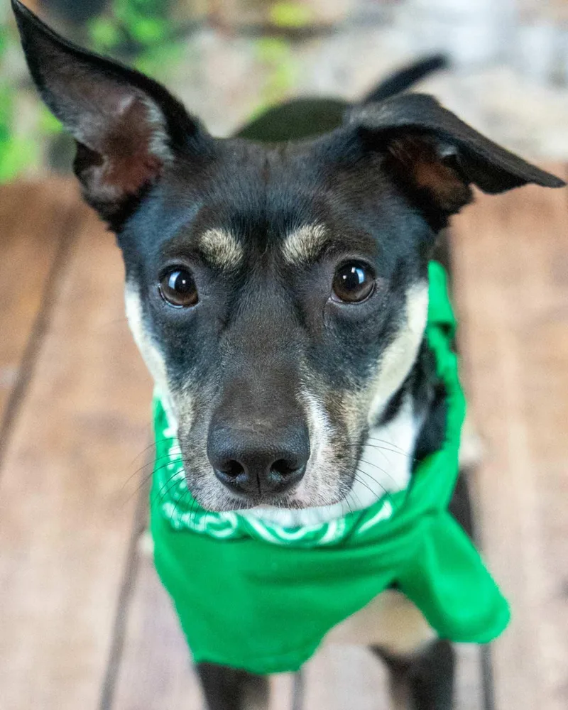 An adult small-sized male Jack Russell Terrier dog named Lexington for adoption in Kennesaw, GA
