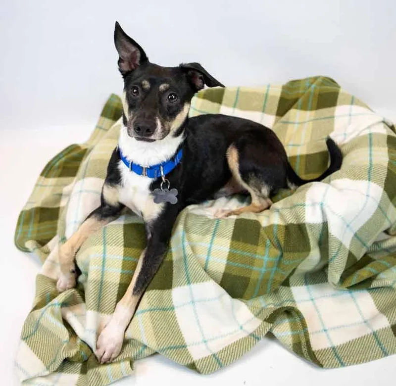 Lexington thumbnail 4