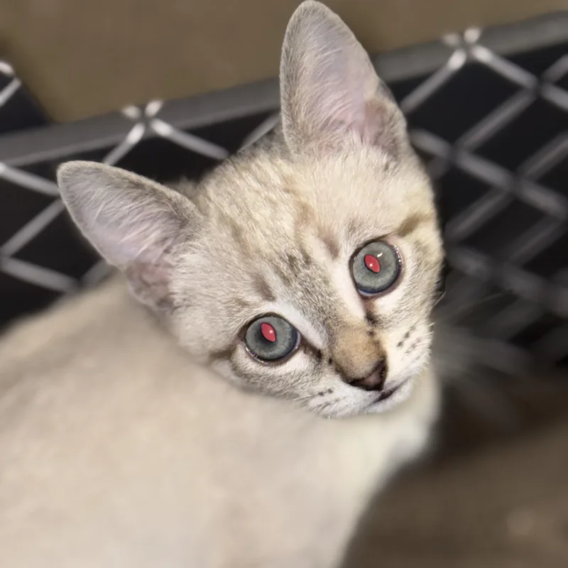A baby small-sized female Cream Point Domestic Short Hair cat named Lola for adoption in Liverpool, TX