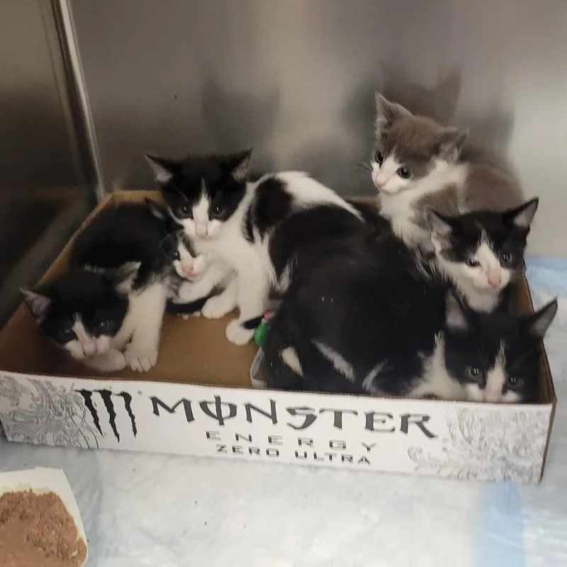 A baby small-sized female Gray / Blue / Silver Domestic Short Hair cat named Blondie for adoption in Westminster, CA