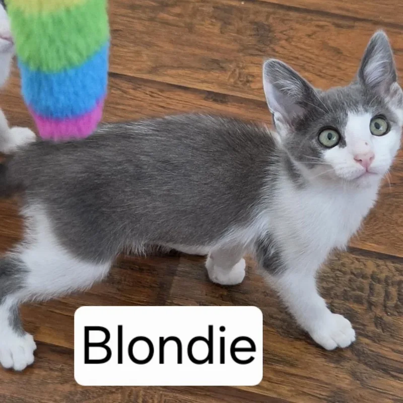 Blondie thumbnail 2