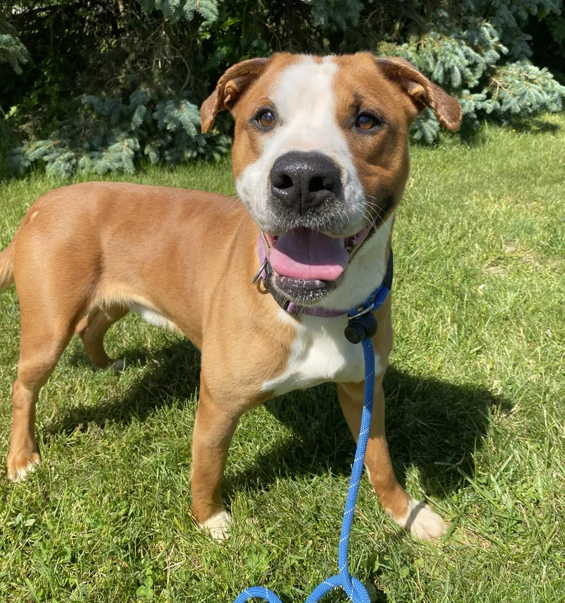 An adult medium-sized male Red / Chestnut / Orange American Bulldog dog named Bear for adoption in Allegan, MI