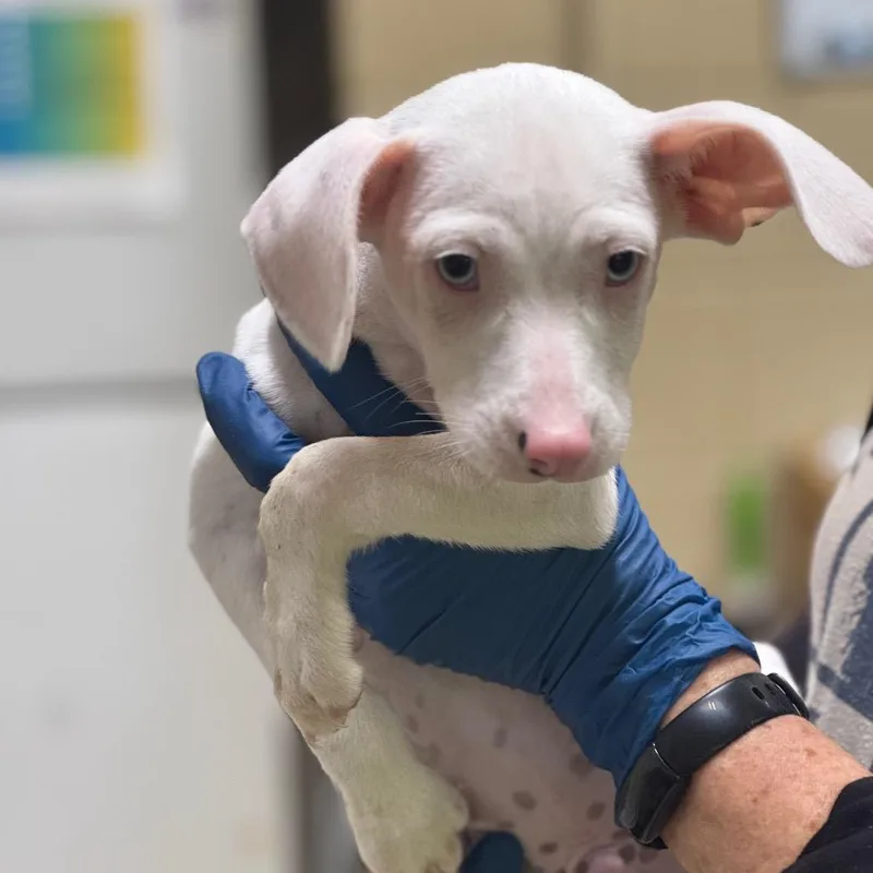 A baby small-sized male White / Cream Bull Terrier dog named Huck for adoption in Lucedale, MS