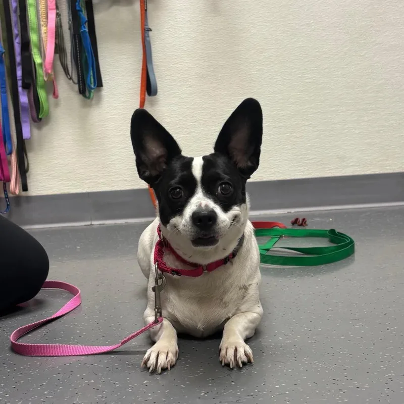Stray Hold  Mabel