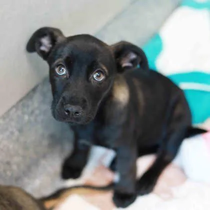 A baby small-sized male Black Shepherd dog named Wolverine for adoption in Atlanta, GA