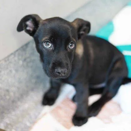 Wolverine thumbnail 2