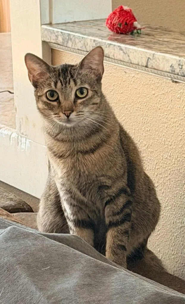 A young medium-sized female Tabby cat named Rusty for adoption in Anchorage, AK