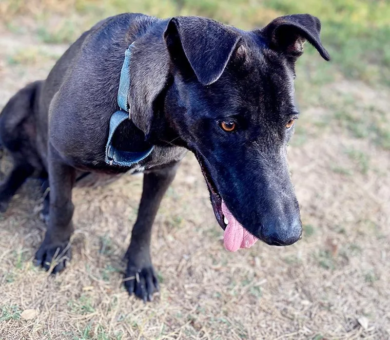 A young large-sized female Black Shepherd dog named Minn for adoption in Brookeville, MD