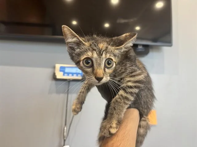 Elsa