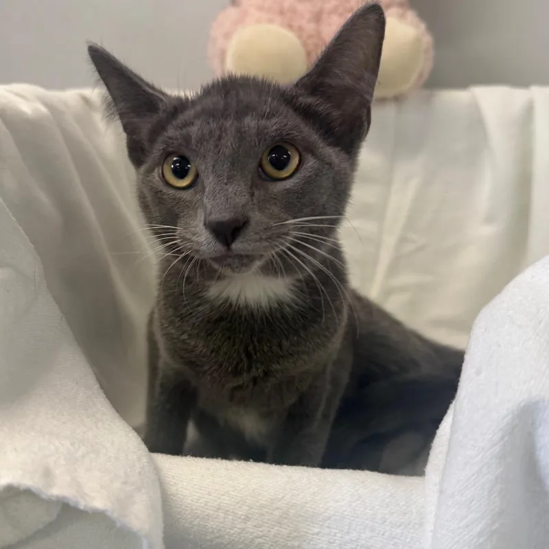 A baby small-sized female Gray / Blue / Silver Domestic Short Hair cat named Lagoon for adoption in Houston, TX