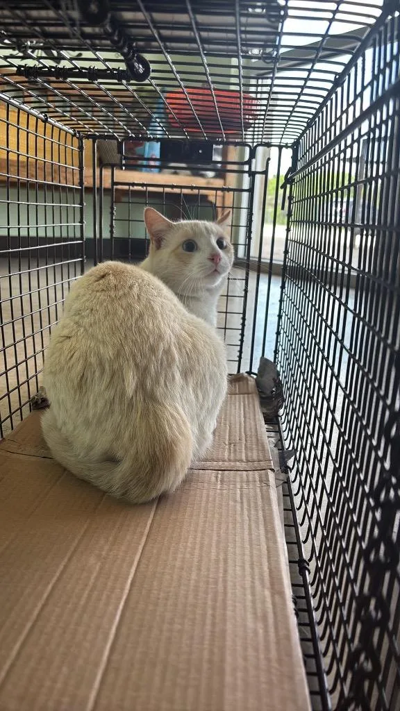 A young medium-sized male Domestic Short Hair cat named Nelson Feral for adoption in New Braunfels, TX