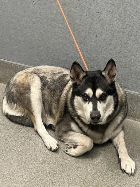 An adult large-sized male Siberian Husky dog named Gentlestmen for adoption in Las Vegas, NV