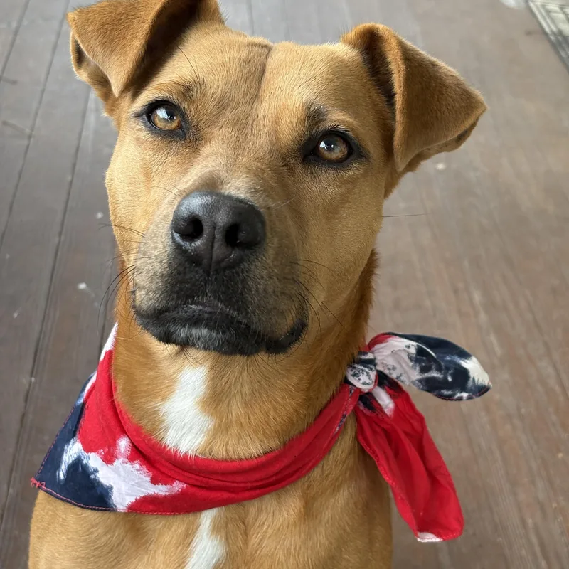 Gypsy Great With Kids! thumbnail 4