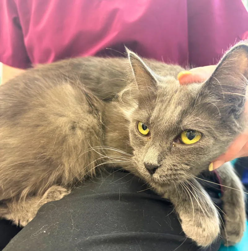 An adult medium-sized female Gray / Blue / Silver Domestic Long Hair cat named Gracie for adoption in Pasco, WA