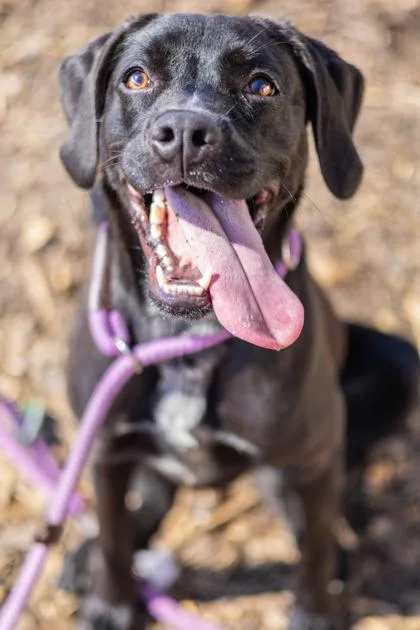 A young large-sized female Mixed Breed dog named Peppermint for adoption in Chamblee, GA