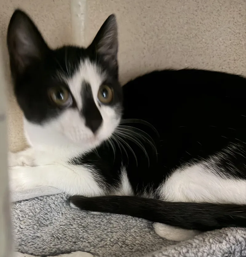 Little Miss Duchess thumbnail 2