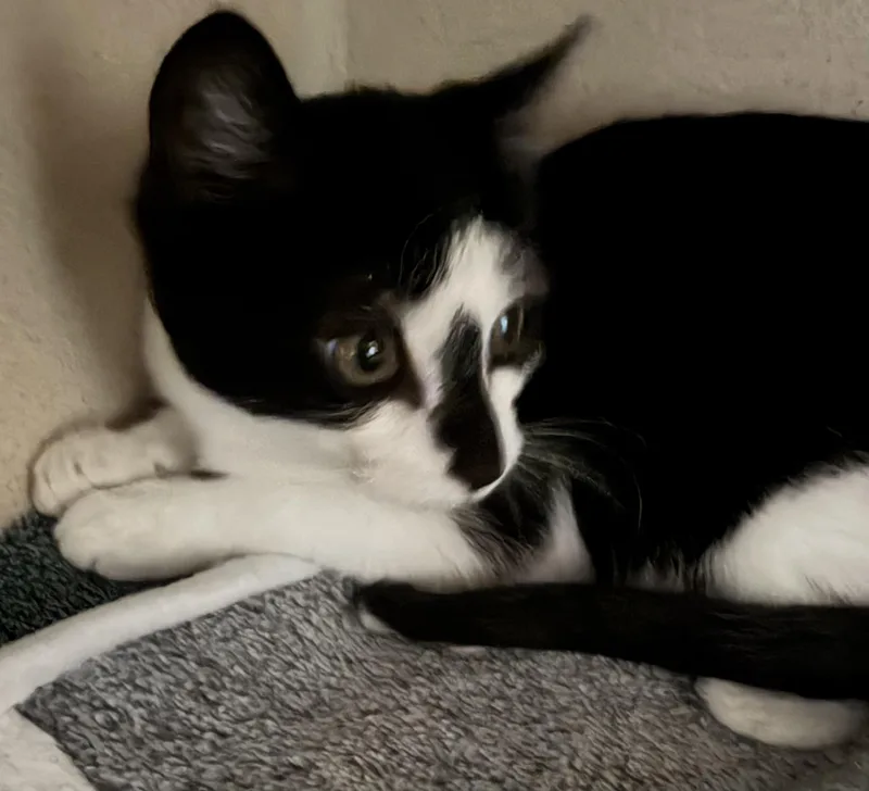 Little Miss Duchess thumbnail 3