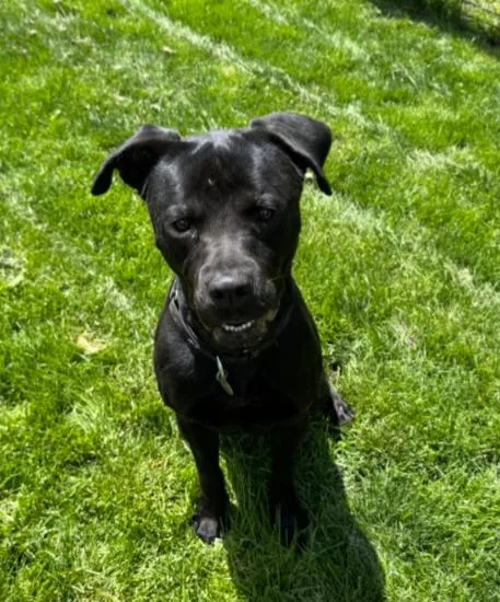 A young medium-sized male Rottweiler dog named Scooter for adoption in Carroll, OH