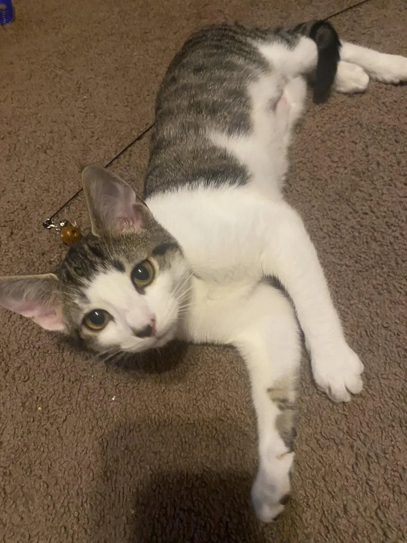 A baby medium-sized female Domestic Short Hair cat named Mimi  Willow Grove for adoption in Greenville, DE