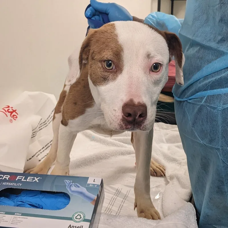 An adult medium-sized female White / Cream Mixed Breed dog named Shannon for adoption in Philadelphia, PA