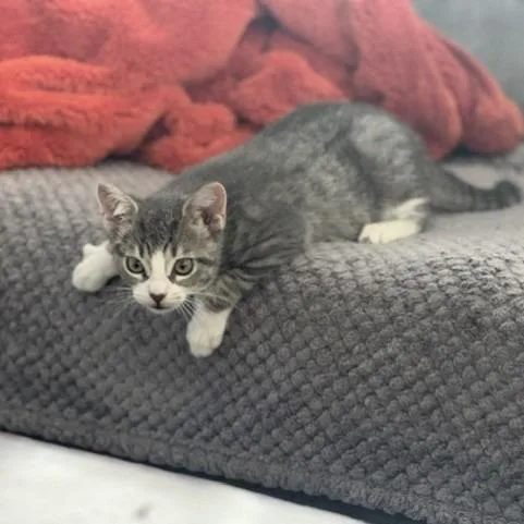 A baby small-sized female Brown / Chocolate Domestic Short Hair cat named Sasha for adoption in Chicago, IL