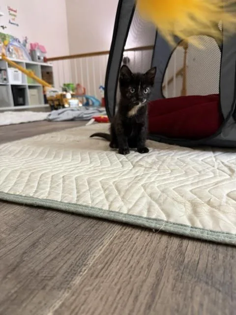 A baby small-sized female Black Domestic Short Hair cat named Oreo B for adoption in Cary, NC
