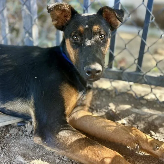 A young small-sized male Shepherd dog named Ziggy for adoption in Riverside, CA