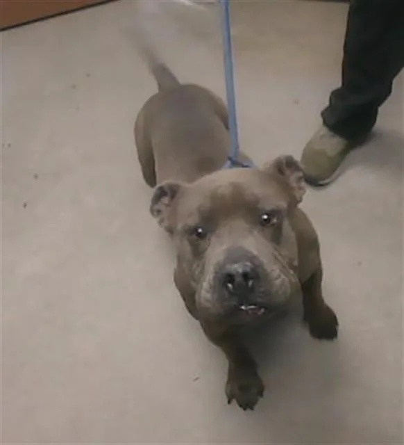 An adult large-sized male Pit Bull Terrier dog named Lasagna for adoption in Phoenix, AZ