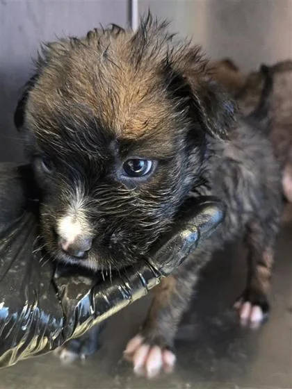 A baby large-sized male Yellow / Tan / Blond / Fawn Mixed Breed dog named 60780614 for adoption in El Paso, TX