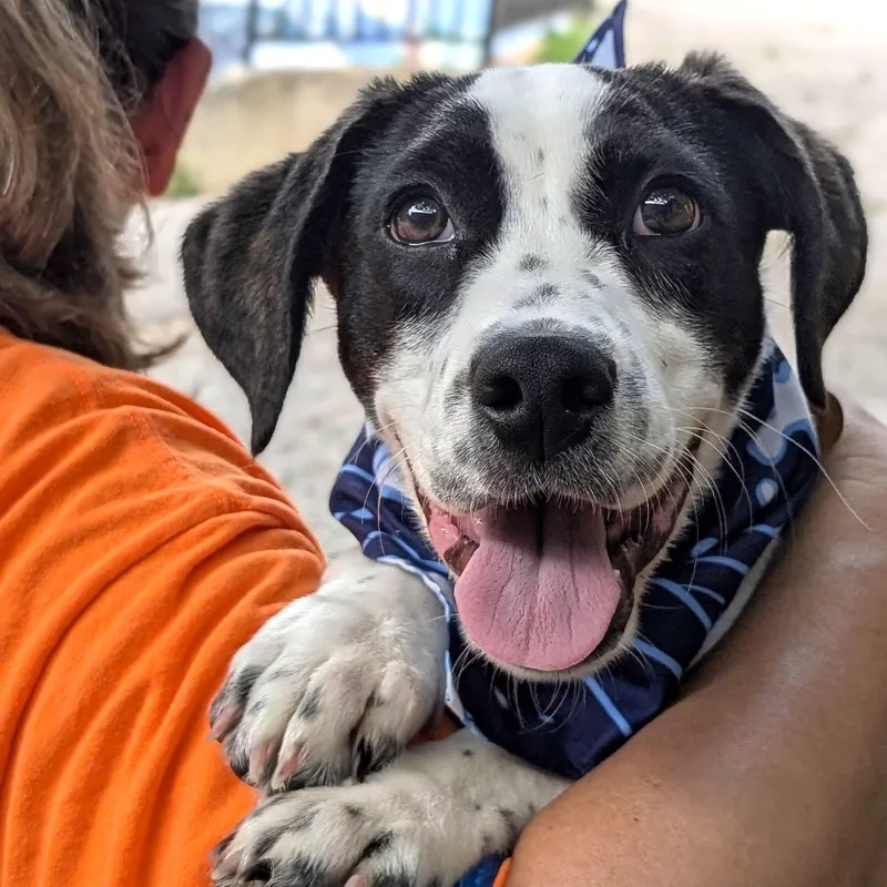 A baby medium-sized male Black Mixed Breed dog named Bagel for adoption in House Springs, MO