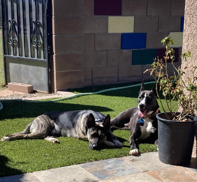 A young medium-sized male Black Siberian Husky dog named Charlie for adoption in Sierra Vista, AZ
