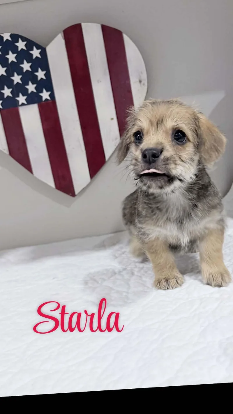 Starla