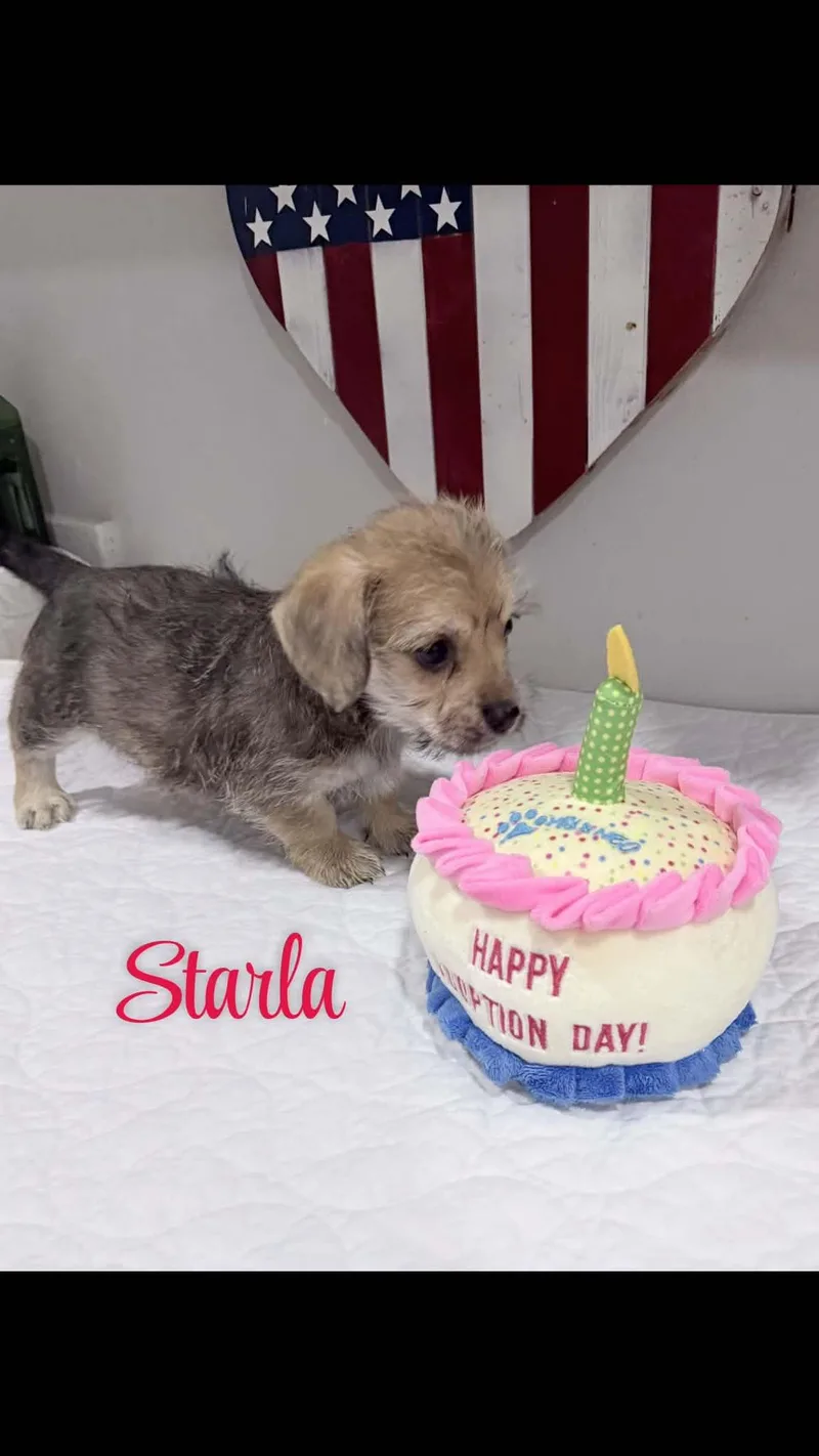 Starla thumbnail 3
