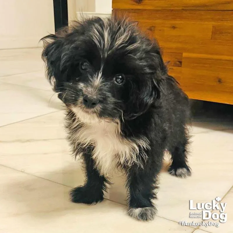 A baby small-sized male Terrier dog named Barley for adoption in Washington, DC