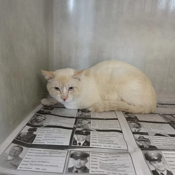 An adult medium-sized male Domestic Short Hair cat named Stewert for adoption in Des Moines, IA