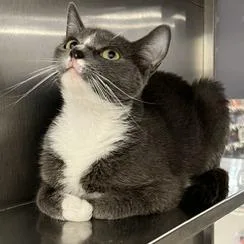 A young small-sized female Gray / Blue / Silver Domestic Short Hair cat named Mya for adoption in Falls Church, VA