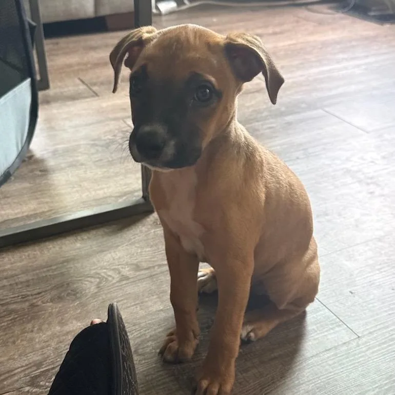 A baby small-sized female Brown / Chocolate Pit Bull Terrier dog named Rayn for adoption in East Saint Louis, IL