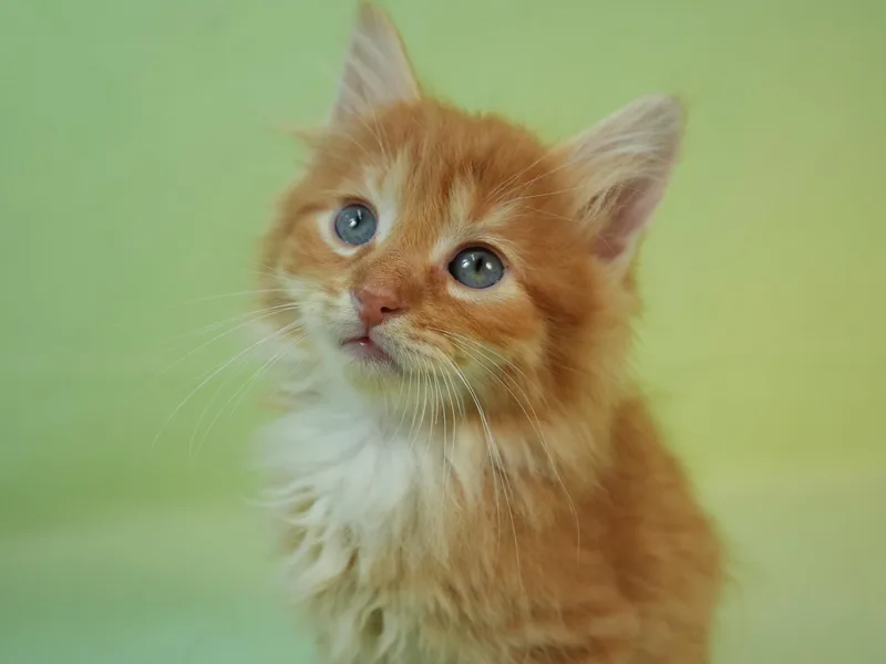 An adult medium-sized male Orange & White Domestic Medium Hair cat named Fred for adoption in Minneapolis, MN