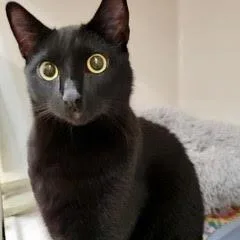 A young medium-sized male Black Domestic Short Hair cat named Thor for adoption in Green Valley, AZ