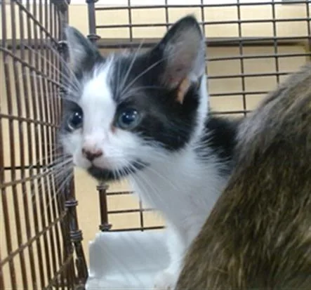 A baby small-sized male Domestic Short Hair cat named Kermit for adoption in Miami, FL