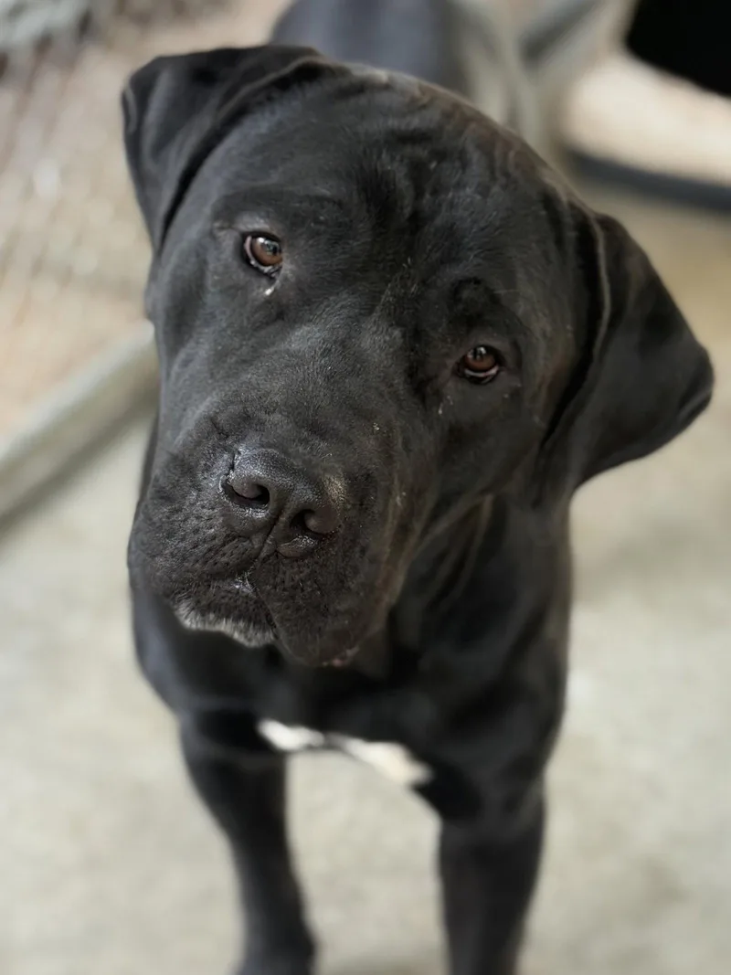 A young large-sized male Cane Corso dog named Odin for adoption in Leavenworth, KS